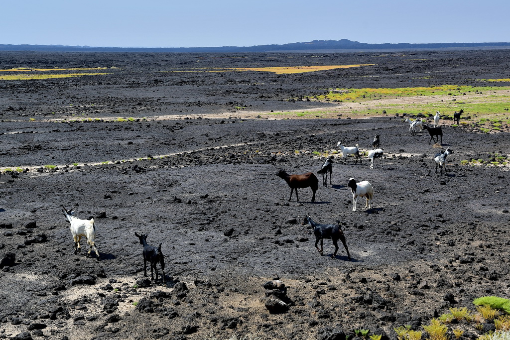 Afdera to Mekele